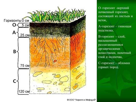 биологические индикаторы загрязнения плодородия почвы